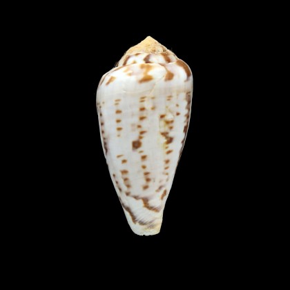algoensis simplex 52,0mm