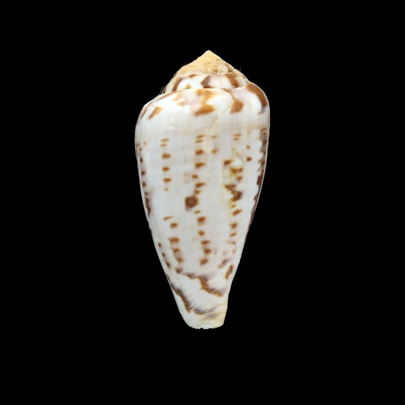 algoensis simplex 52,0mm