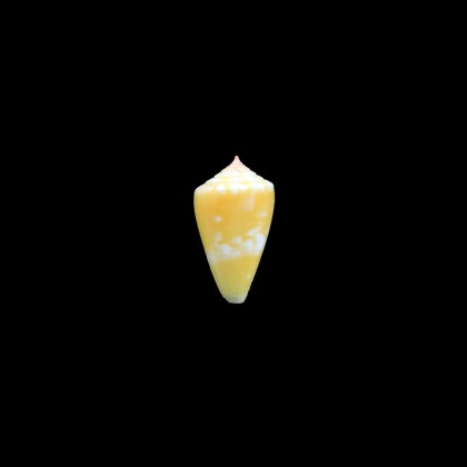 bertarollae 21,4mm