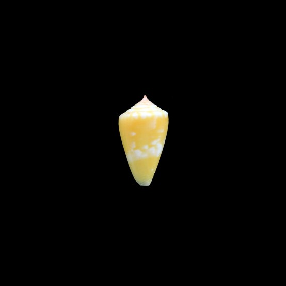 bertarollae 21,4mm