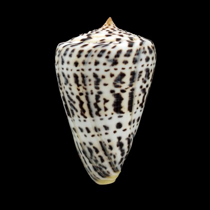 baylei 75,6mm BIG