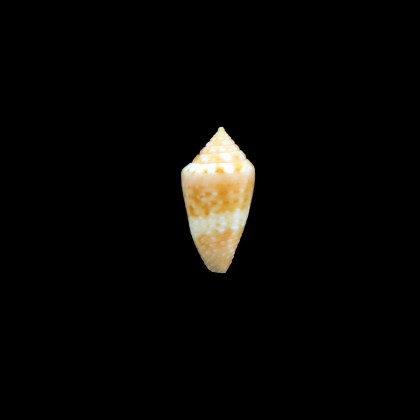 damasoi 17,5mm