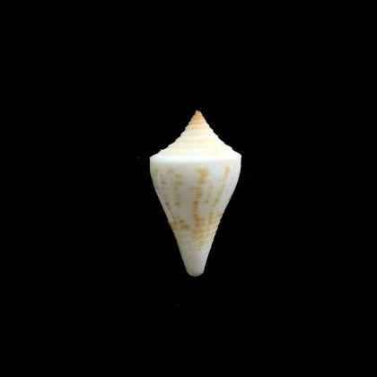 sennotorum gibsonsmithorum 26,3mm