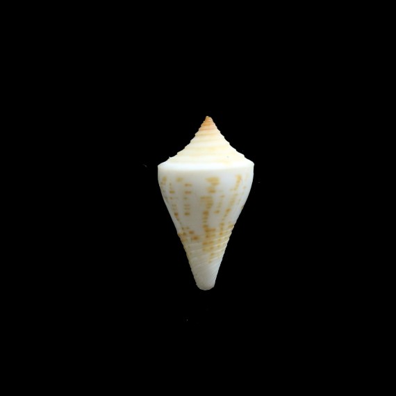 sennotorum gibsonsmithorum 26,3mm