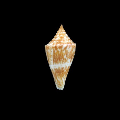 ernesti 25,0mm SUPERB