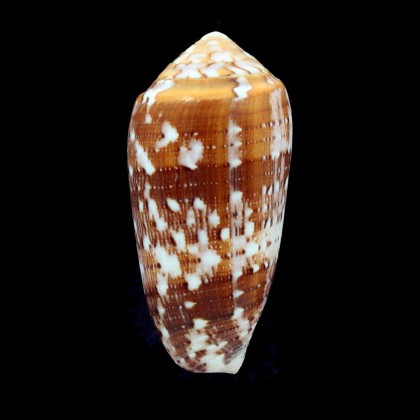 floccatus 52,0mm SP