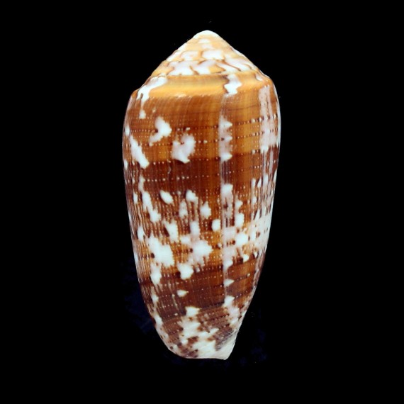 floccatus 52,0mm SP