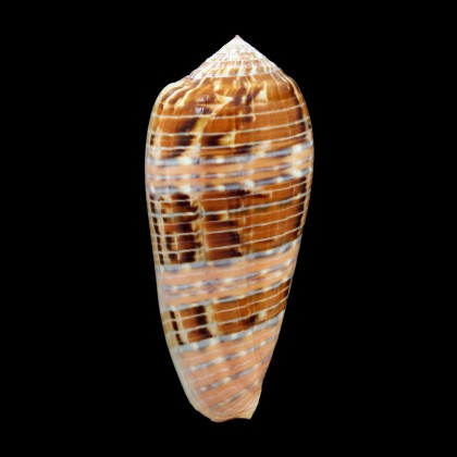 dusaveli 80,0mm SUPERB