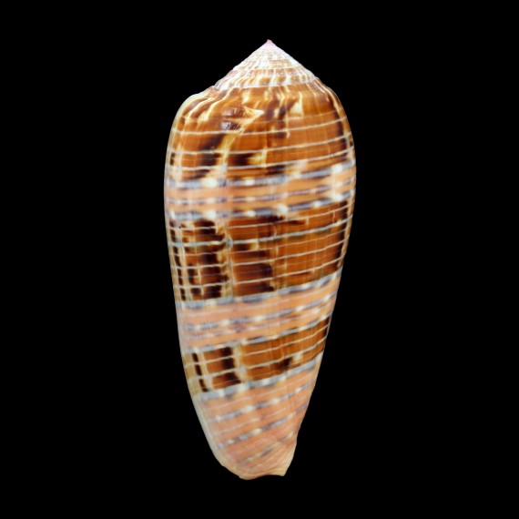 dusaveli 80,0mm SUPERB