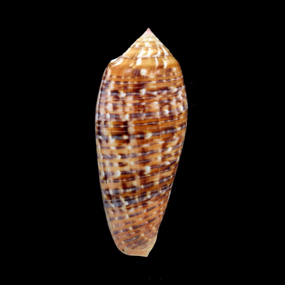 dusaveli 74,0mm SUPERB