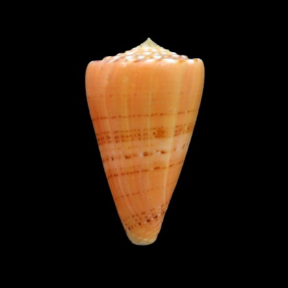 norai 47,6mm BIG