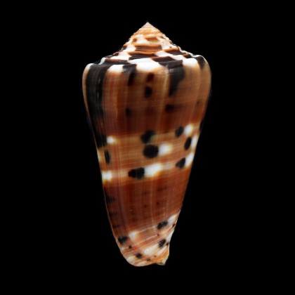 barthelemyi 78,0mm SPLENDID