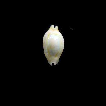 annulus 21,5mm ROSTRATE