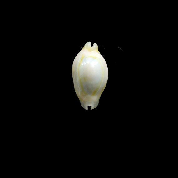 annulus 21,5mm ROSTRATE