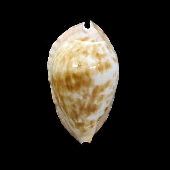 marginata consueta 58,0mm