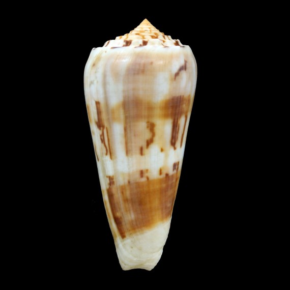 mascarenensis 78,0mm