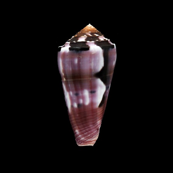 gauguini 56,0mm SPLENDID