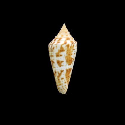 dispar 41,0mm RARE
