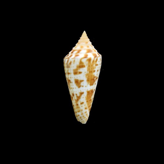 dispar 41,0mm RARE