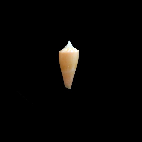 eversoni 14,3mm RARITY