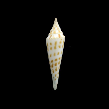 coletteae 41,0mm BIG RARE