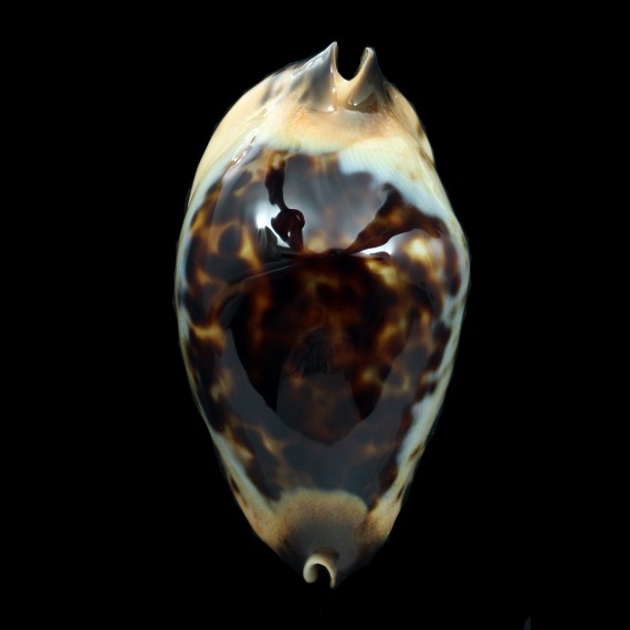 jeaniana praeclara 69,4mm