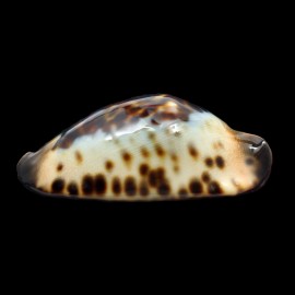 jeaniana praeclara 69,4mm