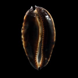 jeaniana praeclara 69,4mm