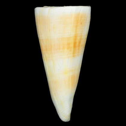 tribblei queeslandis 140,4mm WRS