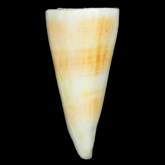 tribblei queeslandis 140,4mm WRS