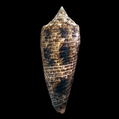 patamakanthini 63,0mm POR
