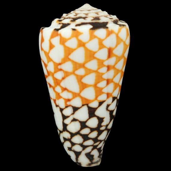 marmoreus 84,10mm POR