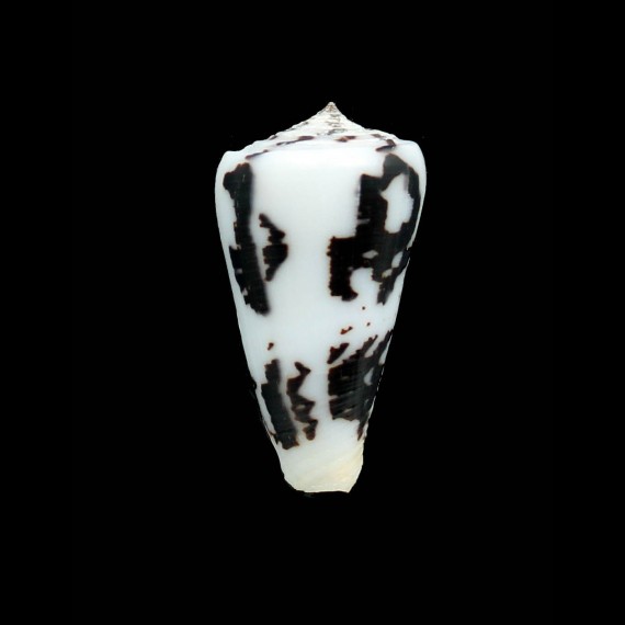 niasensis 43,0mm