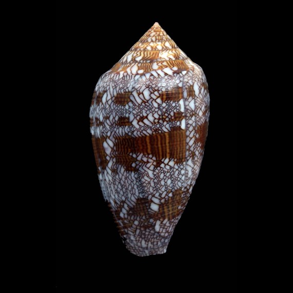 archiepiscopus 58,0mm