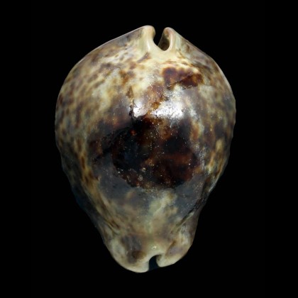 stercoraria 82,0mm