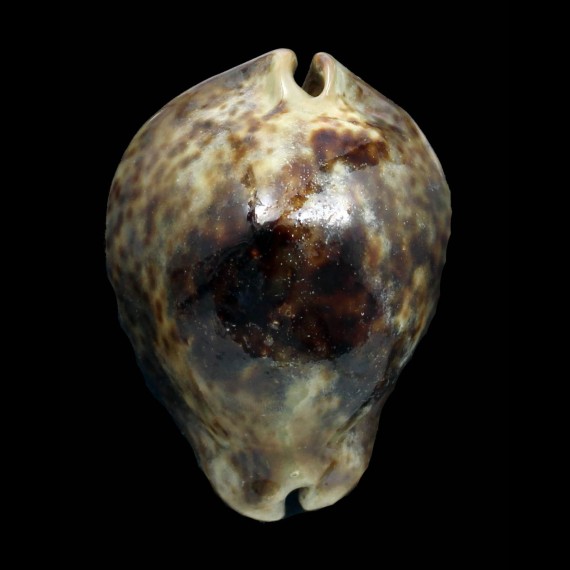 stercoraria 82,0mm