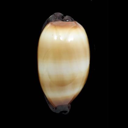 talpa saturata 66,3mm