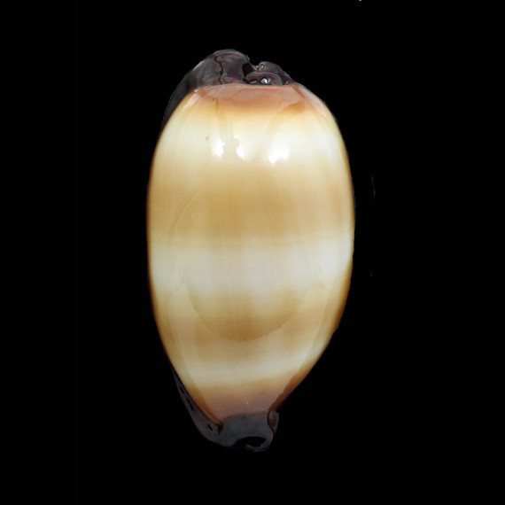 talpa saturata 66,3mm