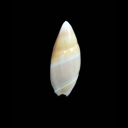 mountrouzieri 34,0mm
