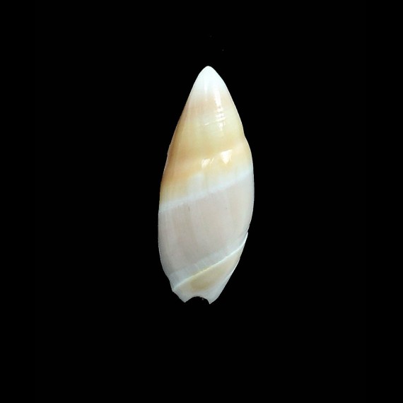 mountrouzieri 34,0mm