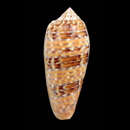 dusaveli 81,4mm
