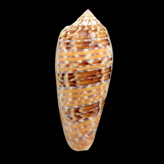 dusaveli 81,4mm