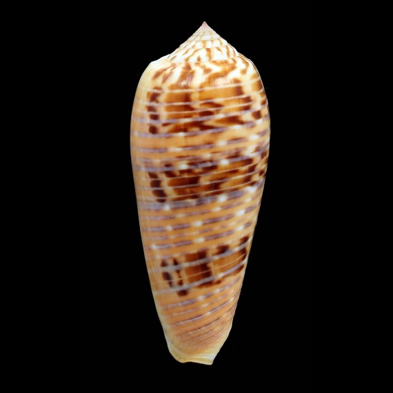 dusaveli 84,2mm