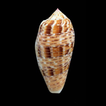 dusaveli 76,1mm