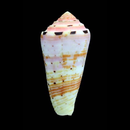 aurisiacus 66,3mm