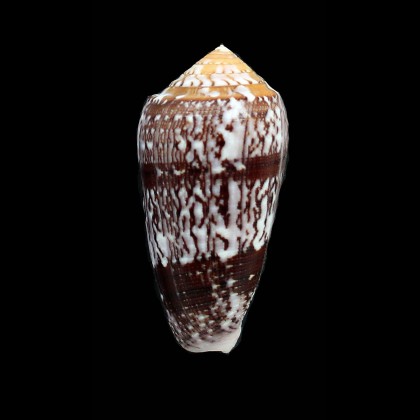 floccatus 57,0mm SUPERB