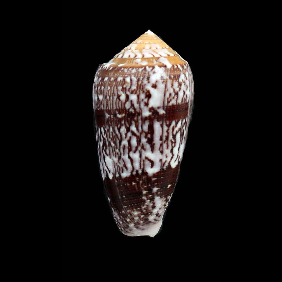 floccatus 57,0mm SUPERB