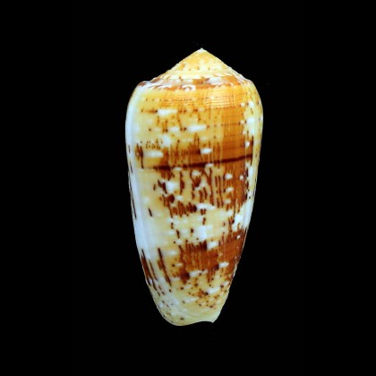 floccatus 63,2mm SUPERB