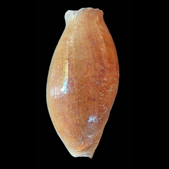 glans 280,0mm
