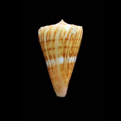 boui 36,7mm